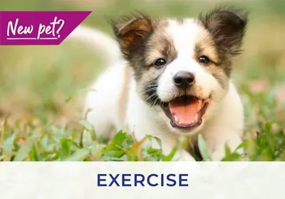 Leigh vets give advice on exercising your puppy and kitten